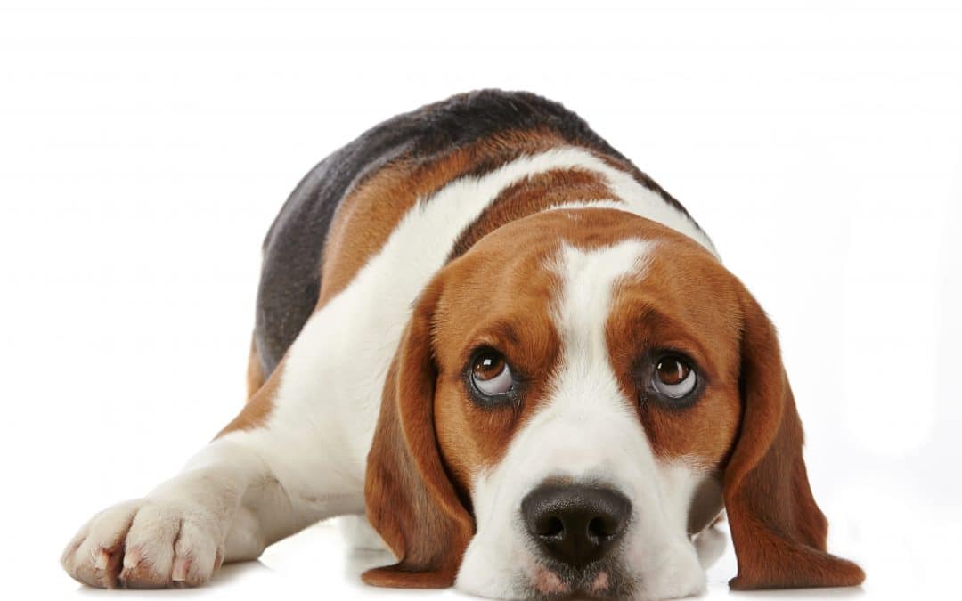 Getting Out of the Title IX Dog House: The Doggy Defense