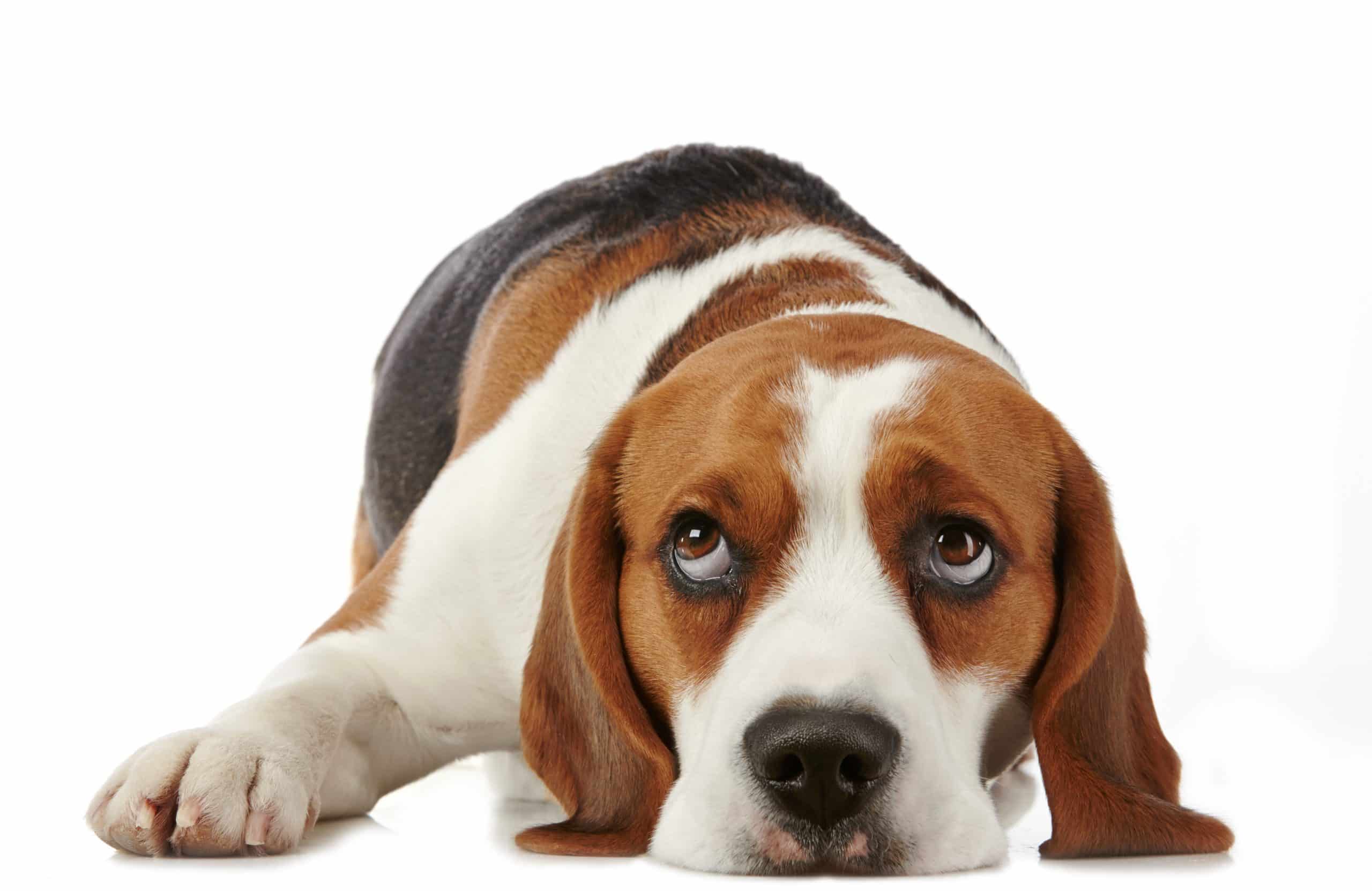 emotional support animal, dog