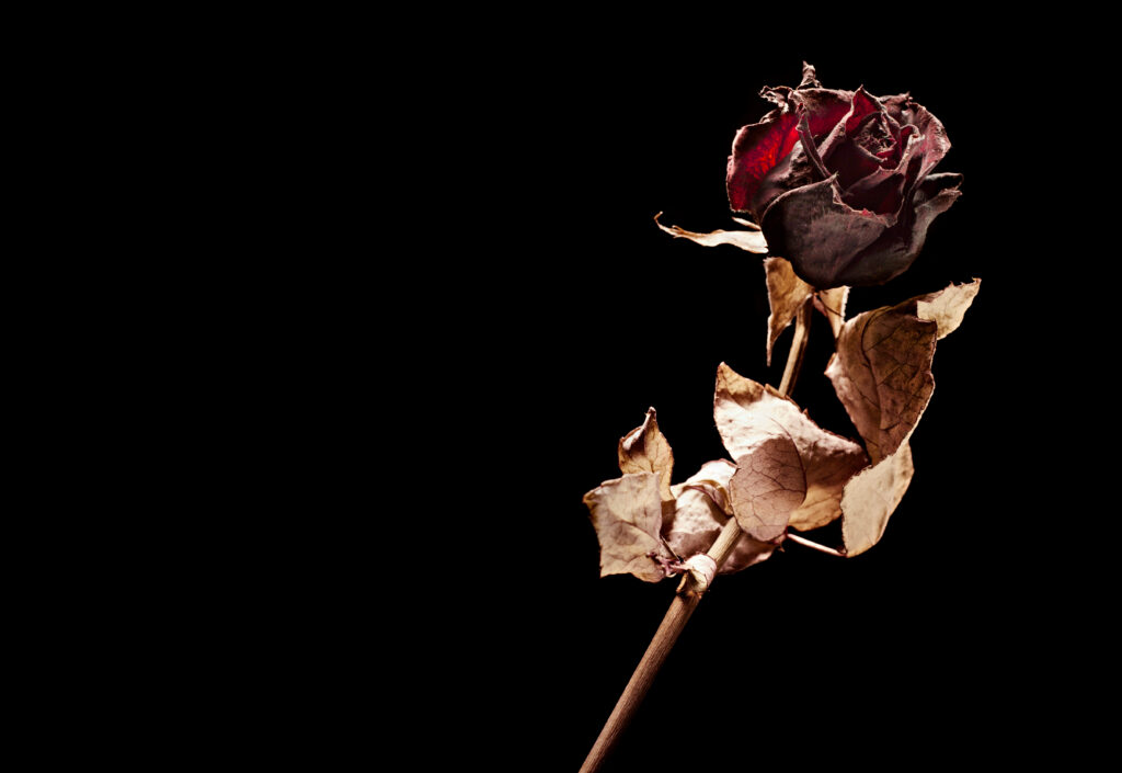 dead rose